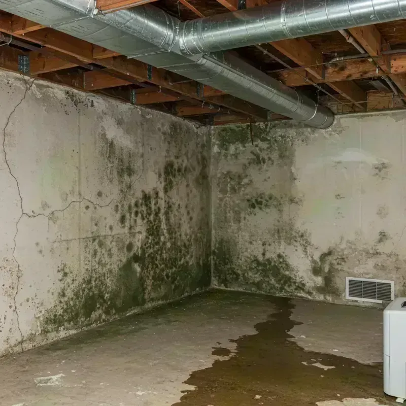 Professional Mold Removal in Hanna City, IL